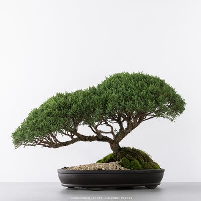 紀州真柏｜TP7857