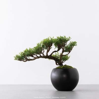 紀州真柏｜TPA5476