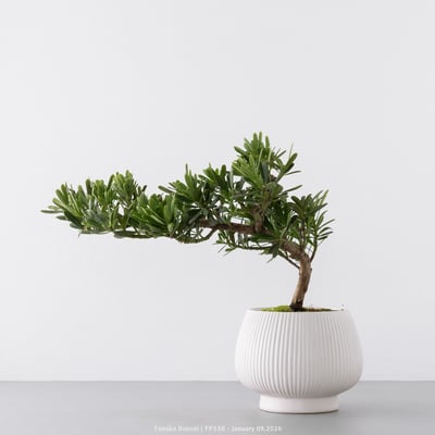 晶鑽羅漢松｜FP5306