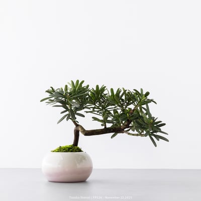 晶鑽羅漢松｜FP5267