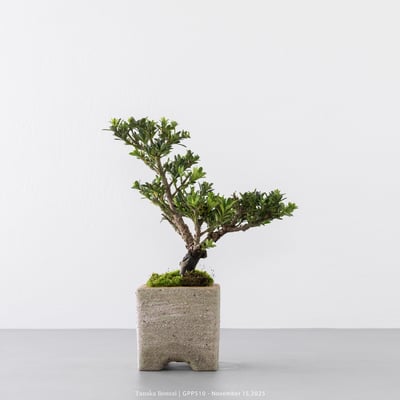 綠鑽羅漢松｜GPP5101