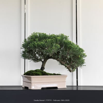 台灣真柏｜TTP7116