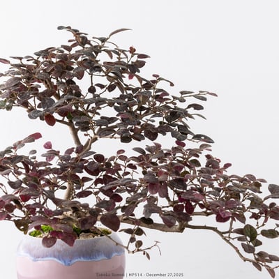 紅花繼木｜HP5144