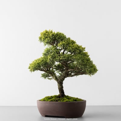 紀州真柏｜TPA5696