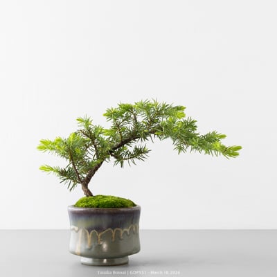 黃金杜松｜GDP5513