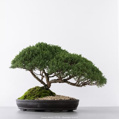 紀州真柏｜TP7854