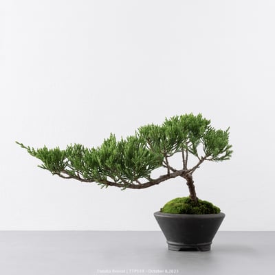 台灣真柏｜TTP5598