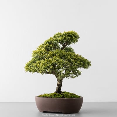 紀州真柏｜TPA5693