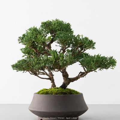 紀州真柏｜TPA5632