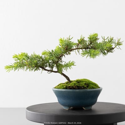 黃金杜松｜GDP5529