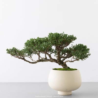 紀州真柏｜TPA5555