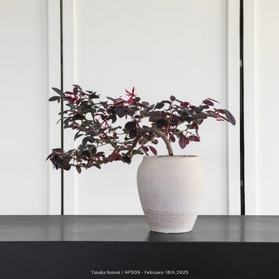 紅花繼木｜HP5096