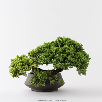 珍珠柏｜SPD5557