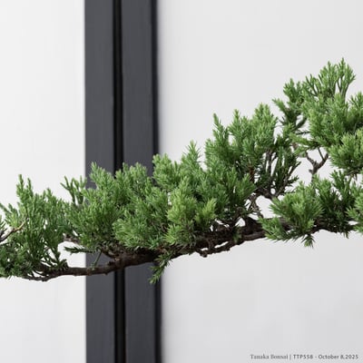 台灣真柏｜TTP5583