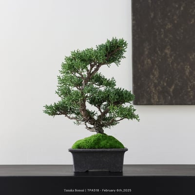 紀州真柏｜TPA5184