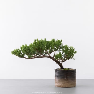 台灣真柏｜TTP5718