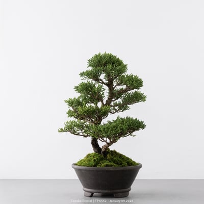 紀州真柏｜TPA5523