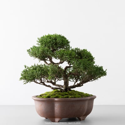 紀州真柏｜TPA5736