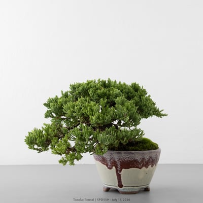 珍珠柏｜SPD5596