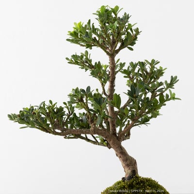 綠鑽羅漢松｜GPP5169