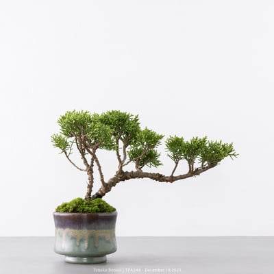 紀州真柏｜TPA5489