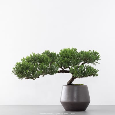 台灣真柏｜TTP5533