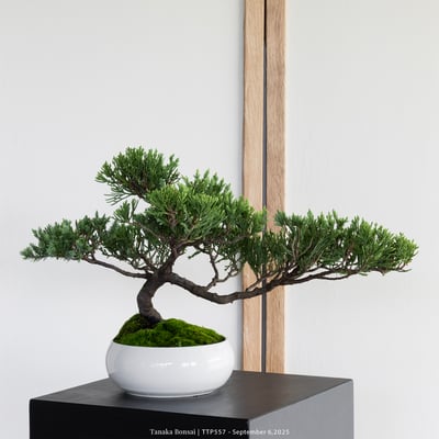 台灣真柏｜TTP5577