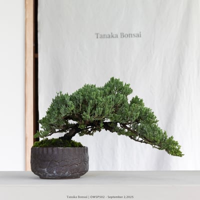 【官網限定】珍珠柏｜OWSP5024