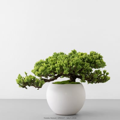 珍珠柏｜SPD5575