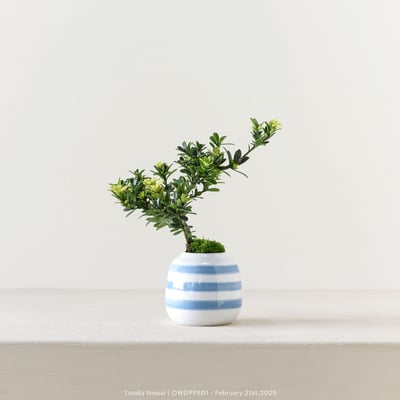 【官網限定】綠鑽羅漢松｜OWGPP5015