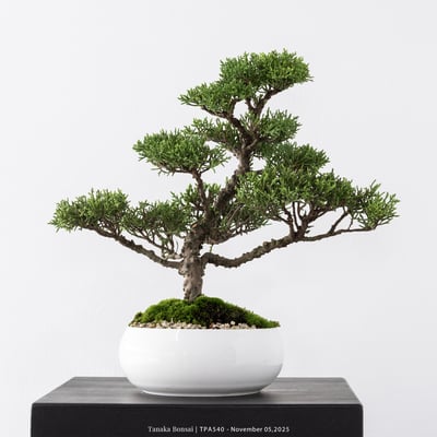 紀州真柏｜TPA5409