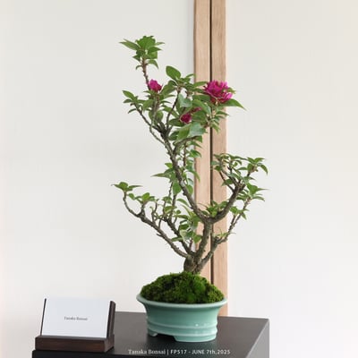 八房九重葛｜FP5174