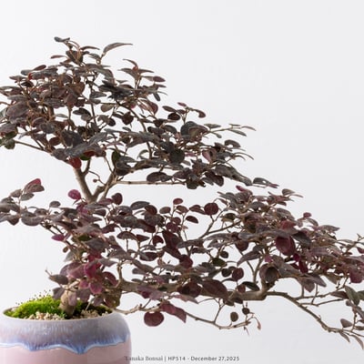 紅花繼木｜HP5143