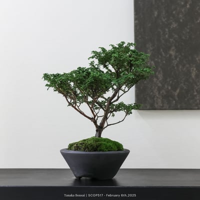 姬檜木｜SCOP5171