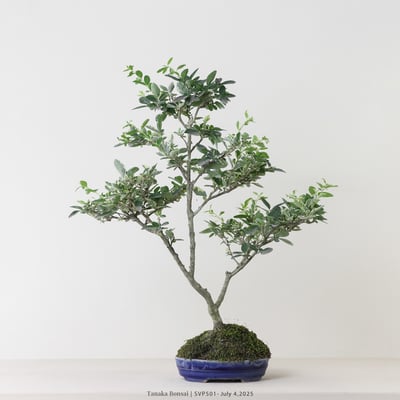 銀姬小蠟｜SVP5015