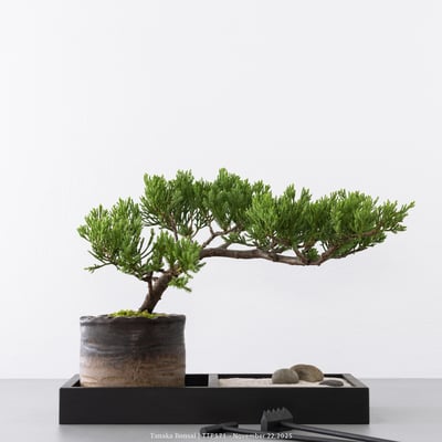 台灣真柏｜TTP5714