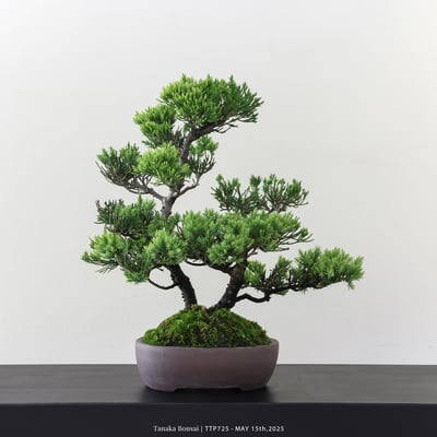 台灣真柏｜TTP7254