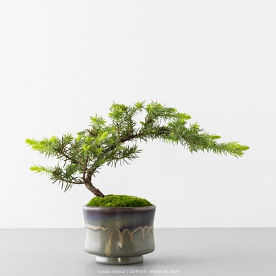 黃金杜松｜GDP5511