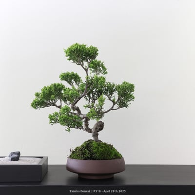 系魚川真柏｜IP5184