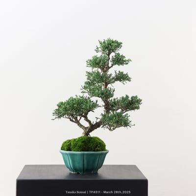 紀州真柏｜TPA5112