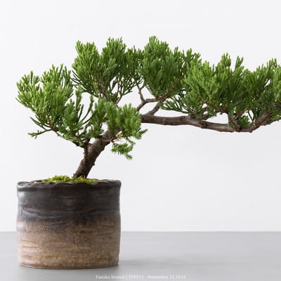 台灣真柏｜TTP5713