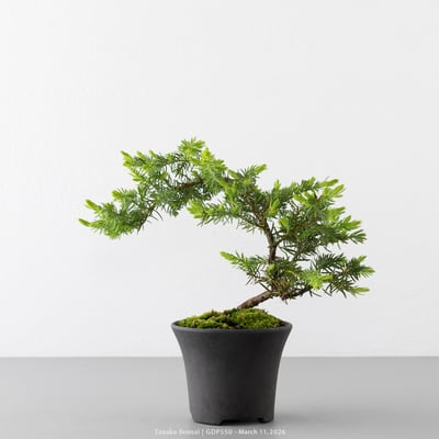 黃金杜松｜GDP5502