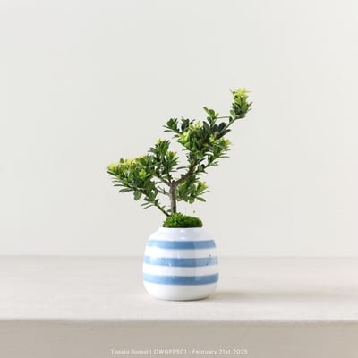 【官網限定】綠鑽羅漢松｜OWGPP5014