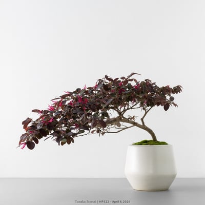 紅花繼木｜HP5229