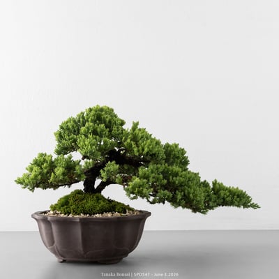 珍珠柏｜SPD5474