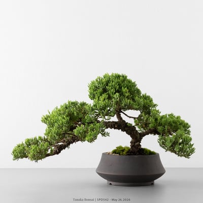 珍珠柏｜SPD5428