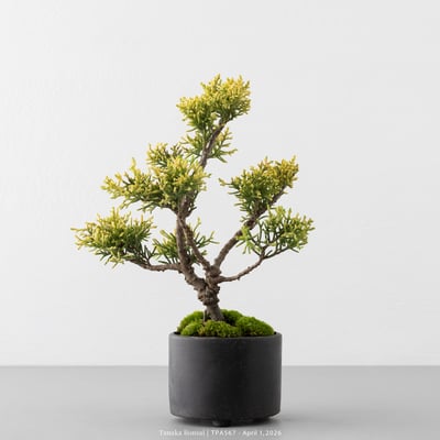 紀州真柏｜TPA5674