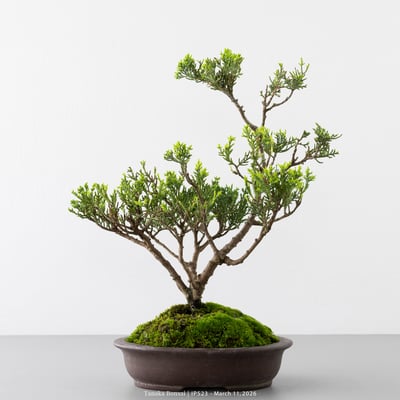 系魚川真柏｜IP5235