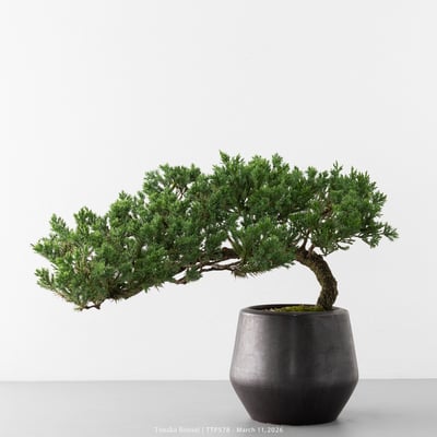 臺灣真柏｜TTP5783