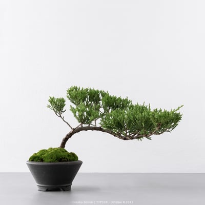 台灣真柏｜TTP5591